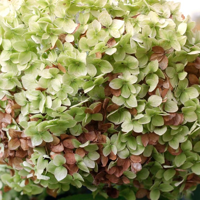 hydrangea