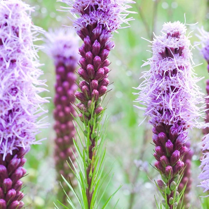 Blazing star