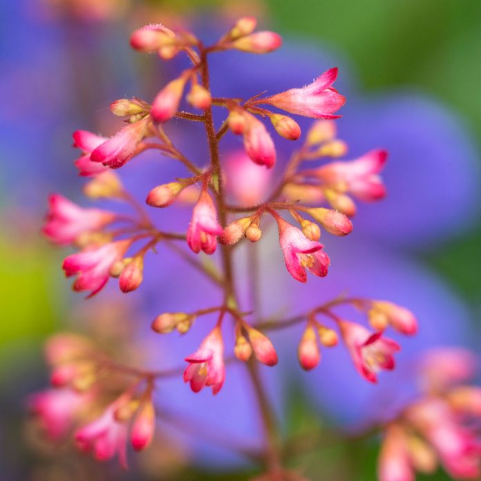 Heuchera