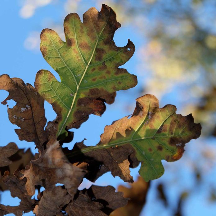 Oak Wilt