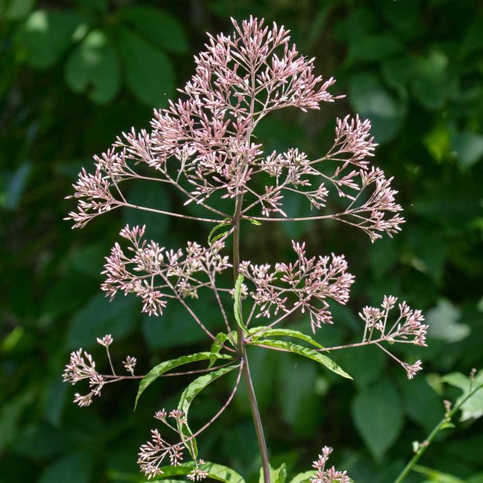 Tall Joe Pye Weed