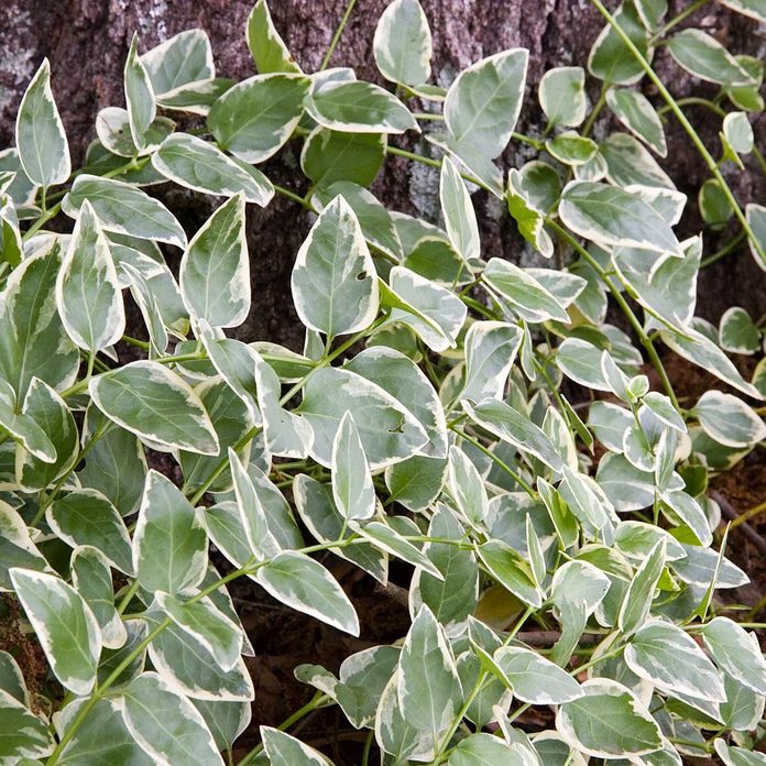 Vinca vine
