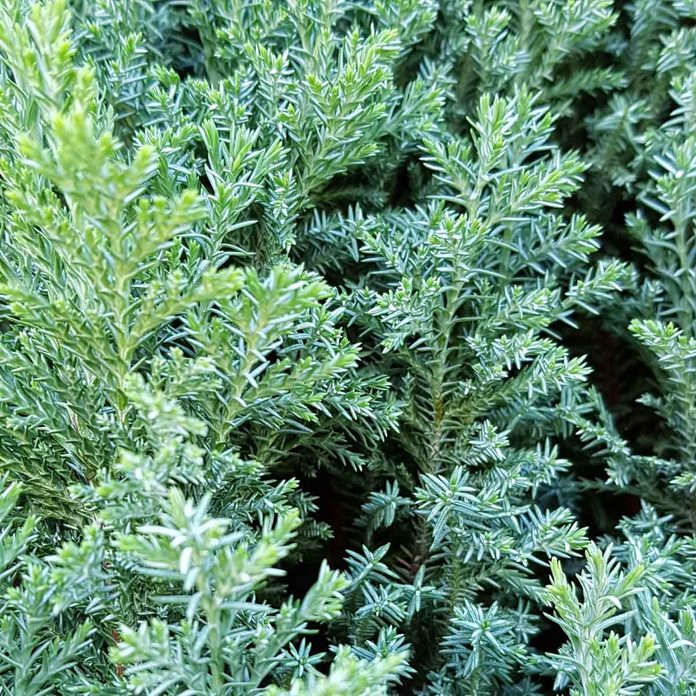 Juniper