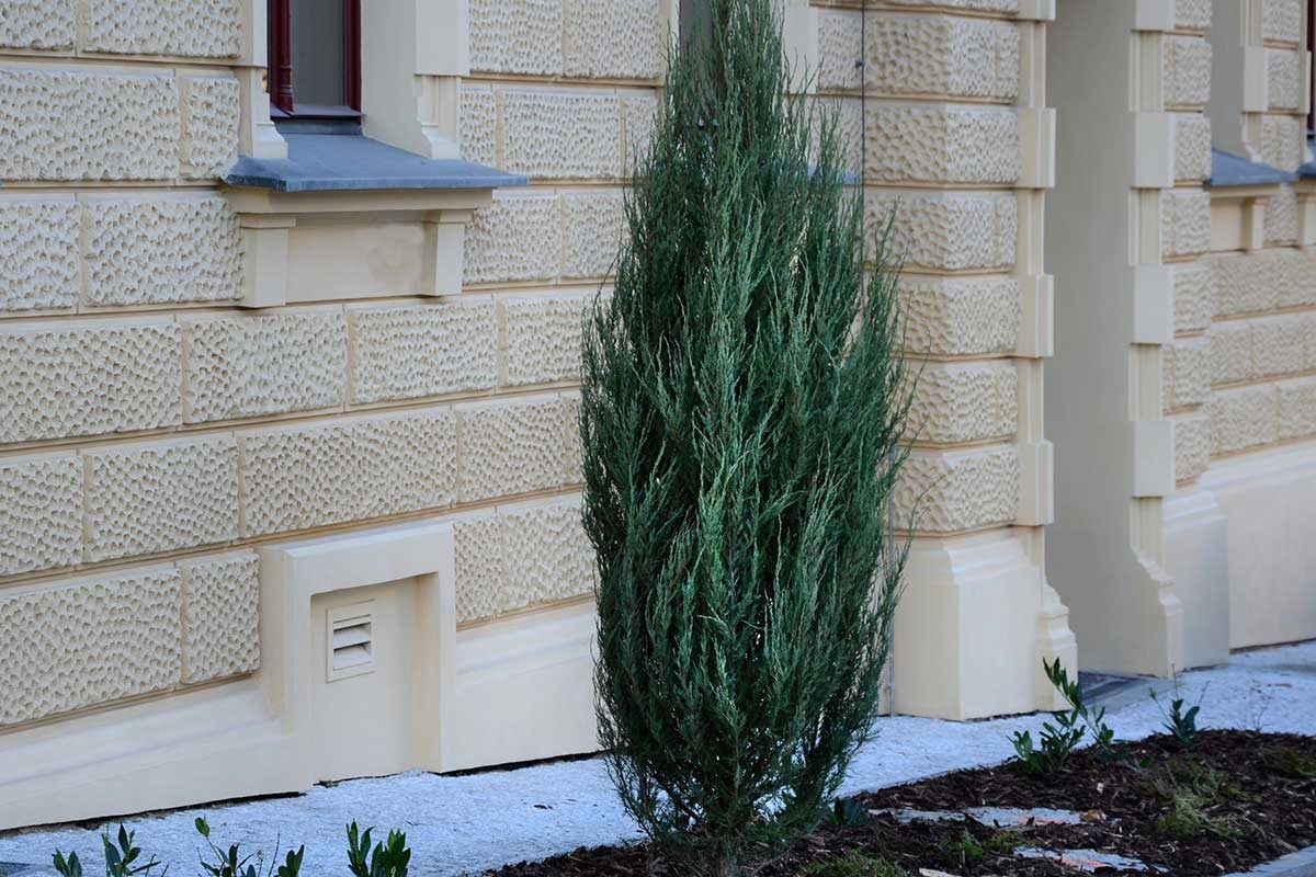 Juniper Tree 