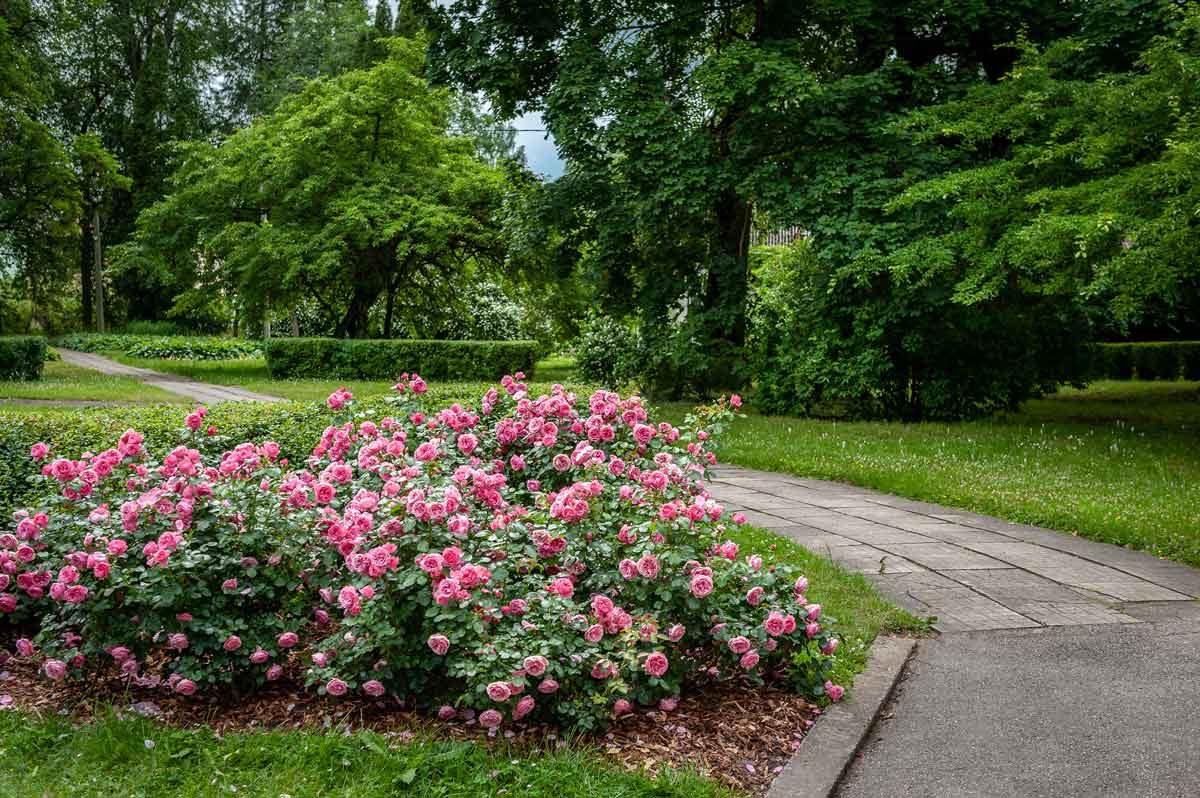 Rose Bush 
