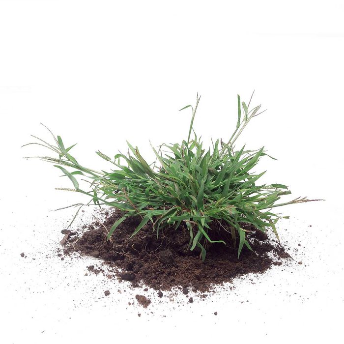 Grassy weeds
