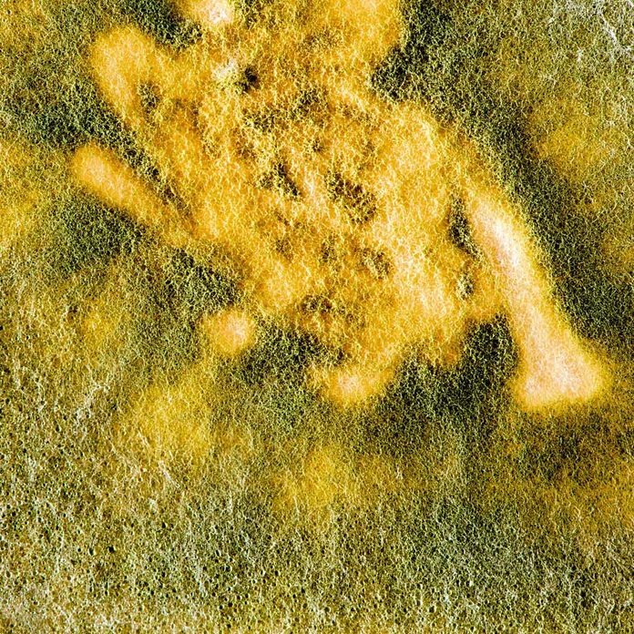 Trichoderma mold