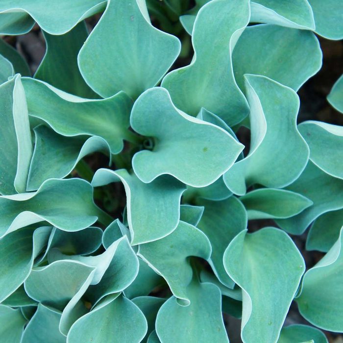 Lush green leaves with smooth, curved edges overlap and spiral inward, creating a dense, vibrant carpet in a natural setting.