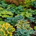 11 Common Mistakes People Make When Planting Hostas