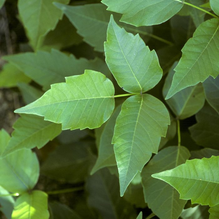 Poison Ivy