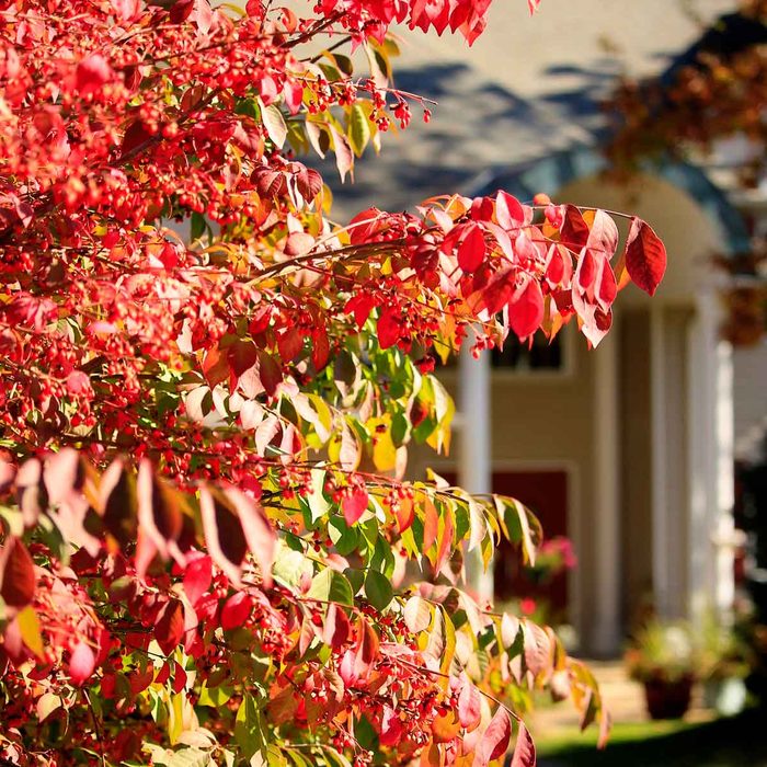Burning Bush