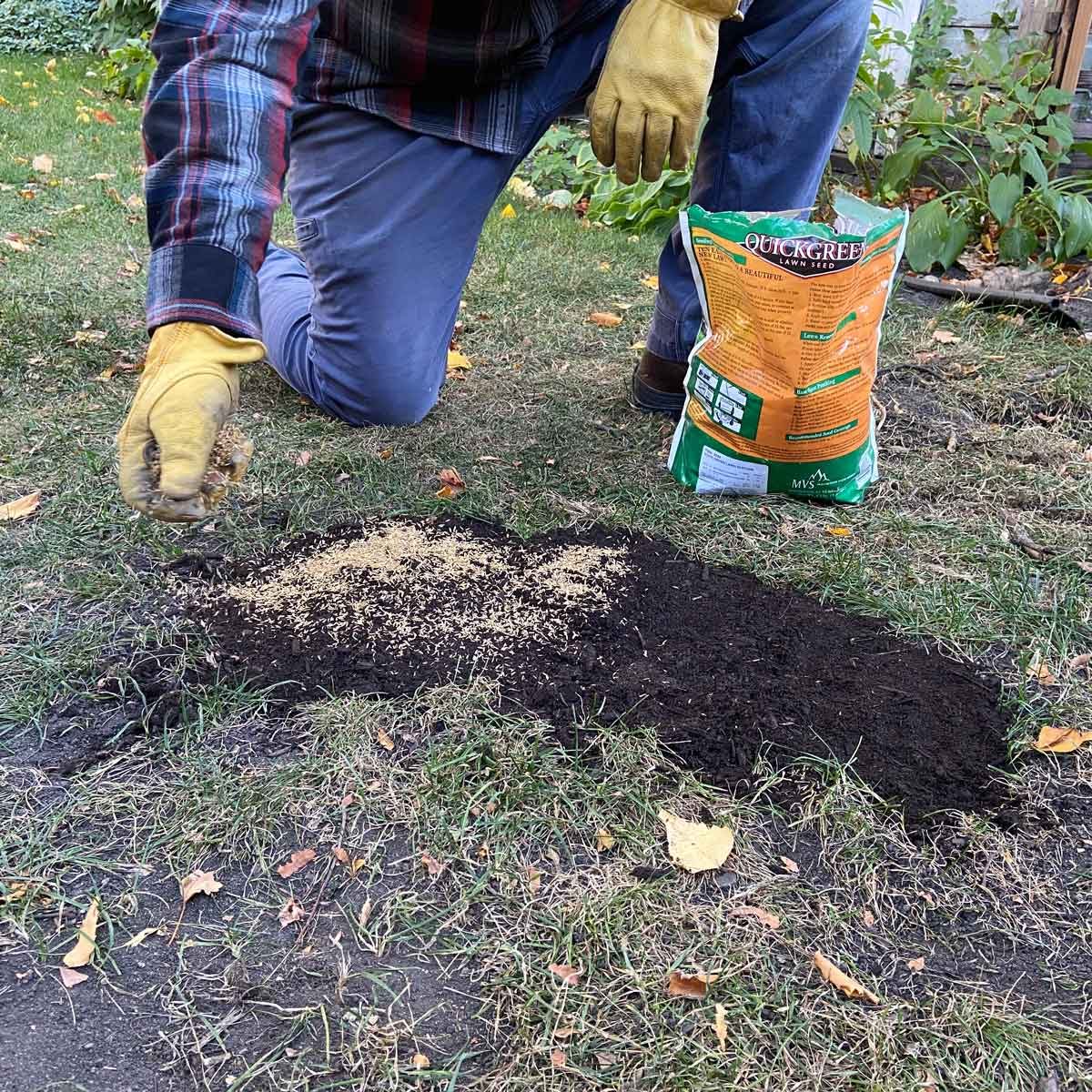 Add grass seed