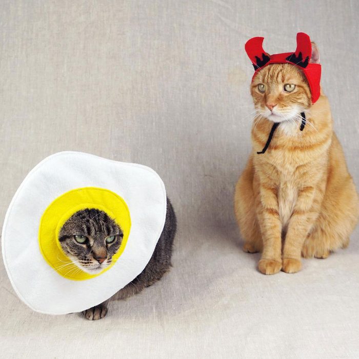 Two cats wear playful costumes: one dressed like an egg with a yellow yolk, and the other in a red devil hat, sitting on a neutral background.