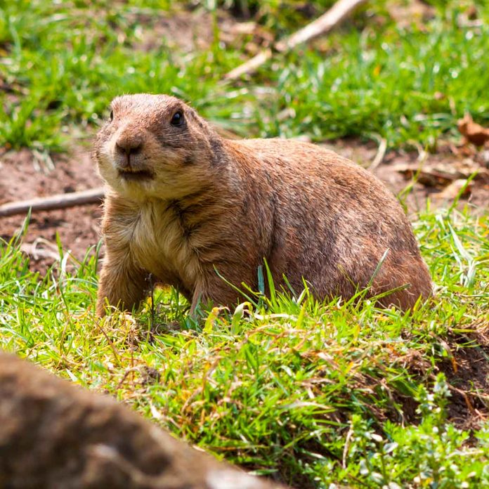 Gopher