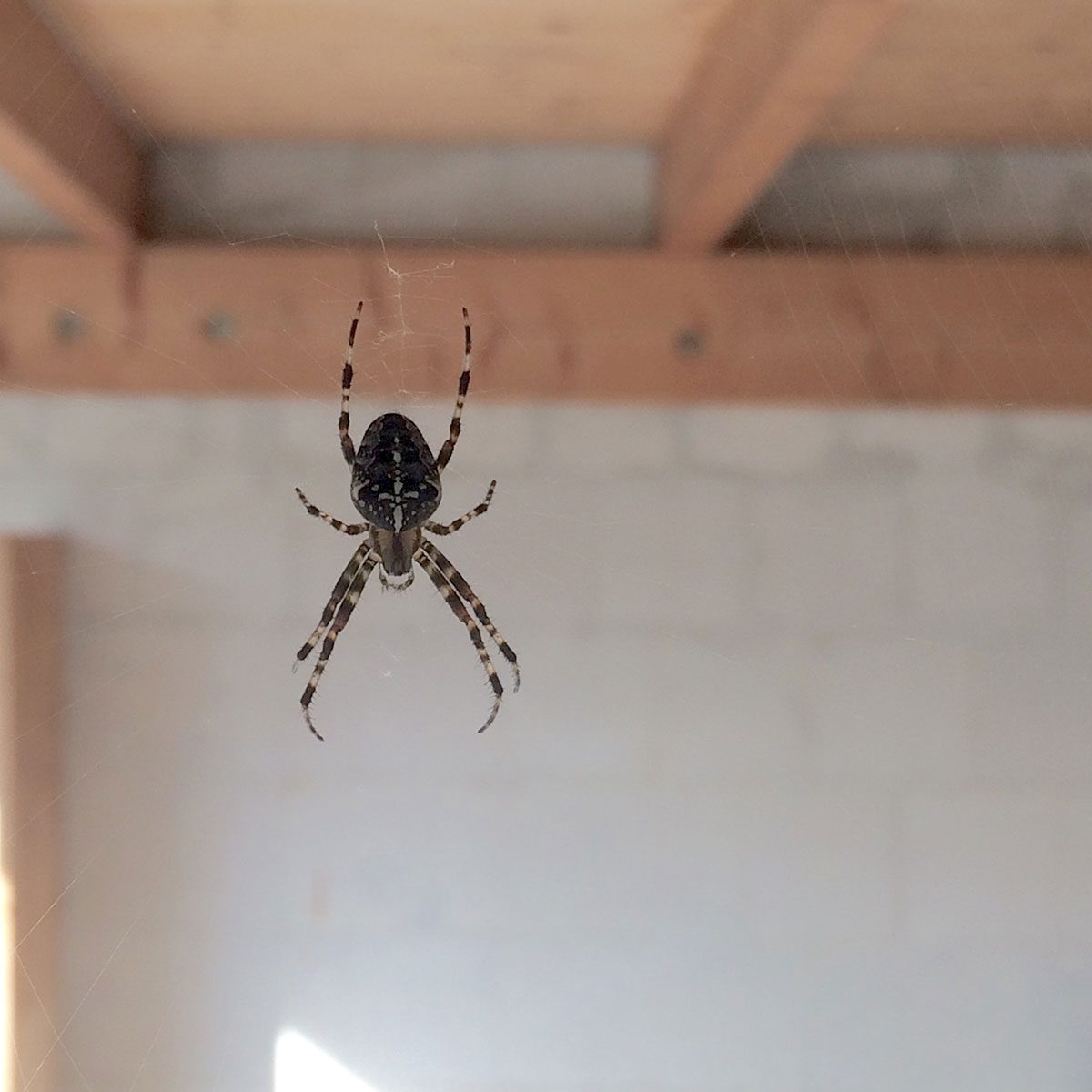 A spider hangs in a web, suspending itself in mid-air under wooden beams, with a light background revealing a plain wall.