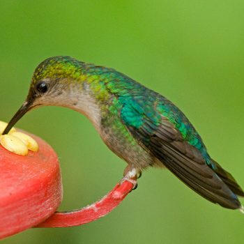 A hummingbird hovers above a brightly colored feeder, using its long beak to extract nectar from small yellow flowers in a green, natural setting.