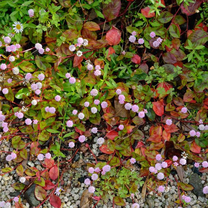 Pink Knotweed