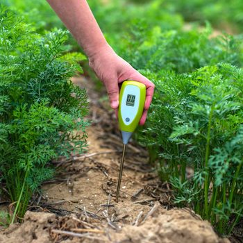 A hand holds a soil moisture meter, inserting it into the ground between green carrot plants, measuring the soil's moisture in a garden setting.