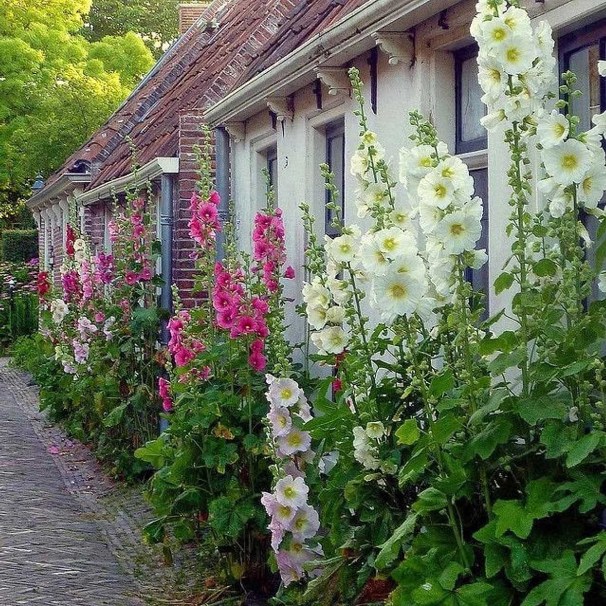 Hollyhock Flowers