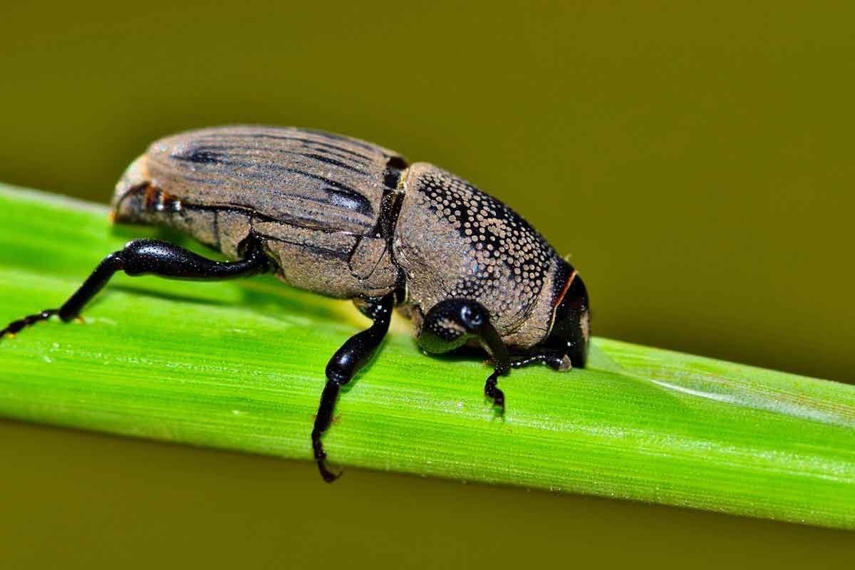 Hunting Billbug