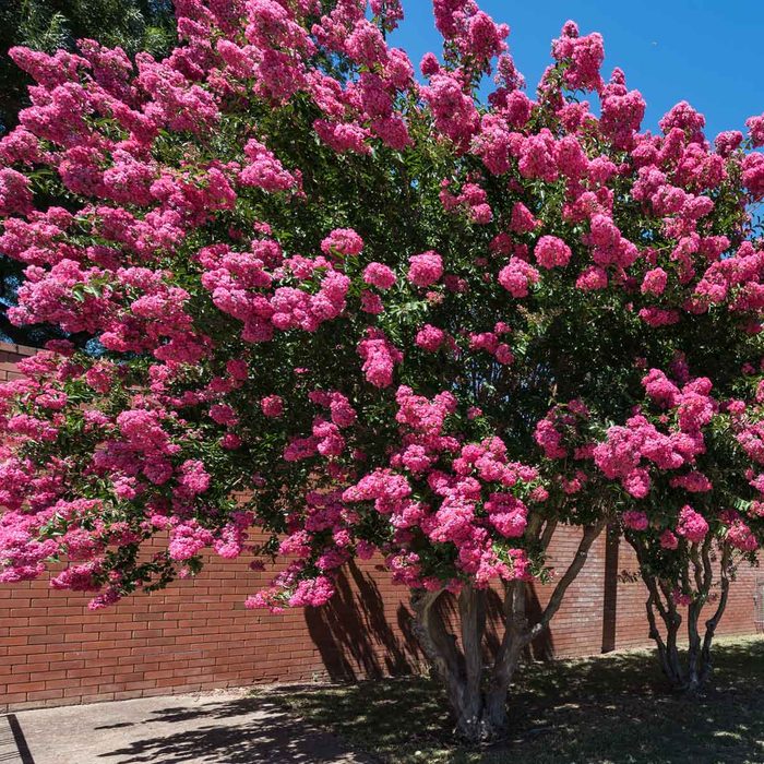 A flowering tree with vibrant pink blossoms is thriving against a brick wall, basking in sunlight on a clear day.