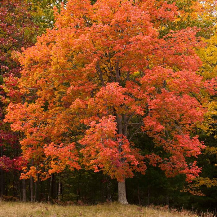 Red Maple Acer Rubrum Gettyimages 602009593