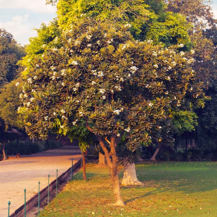 A flowering tree stands in a park, its lush green leaves and white blossoms contrasting with a grassy area and a nearby walking path.