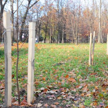 Young trees are supported by wooden stakes in a grassy area scattered with fallen leaves, surrounded by leafless trees in an autumn landscape.