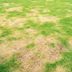 Help! My Grass Has Big Yellow Spots, So How Do I Fix It?