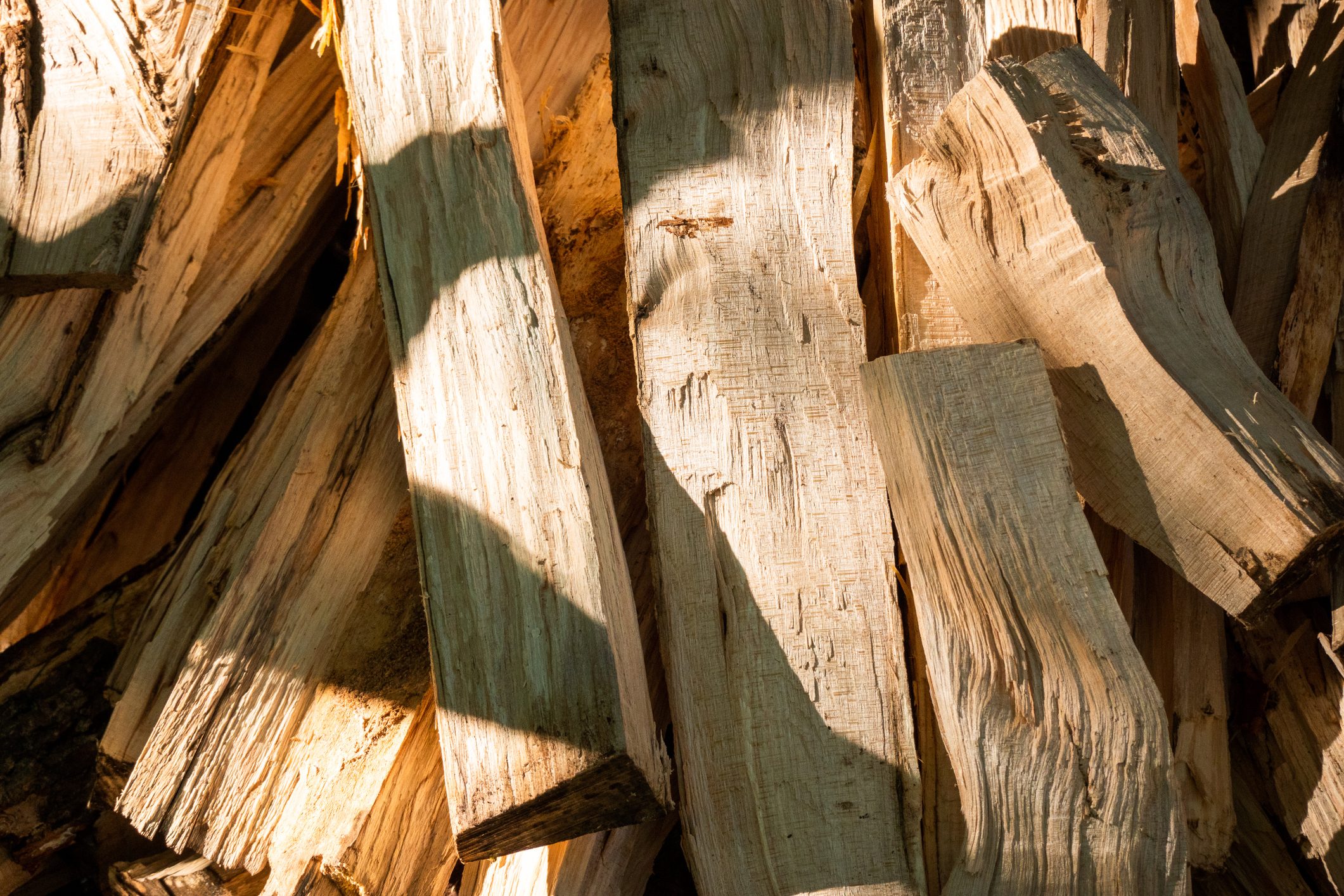 Fresh cut firewood