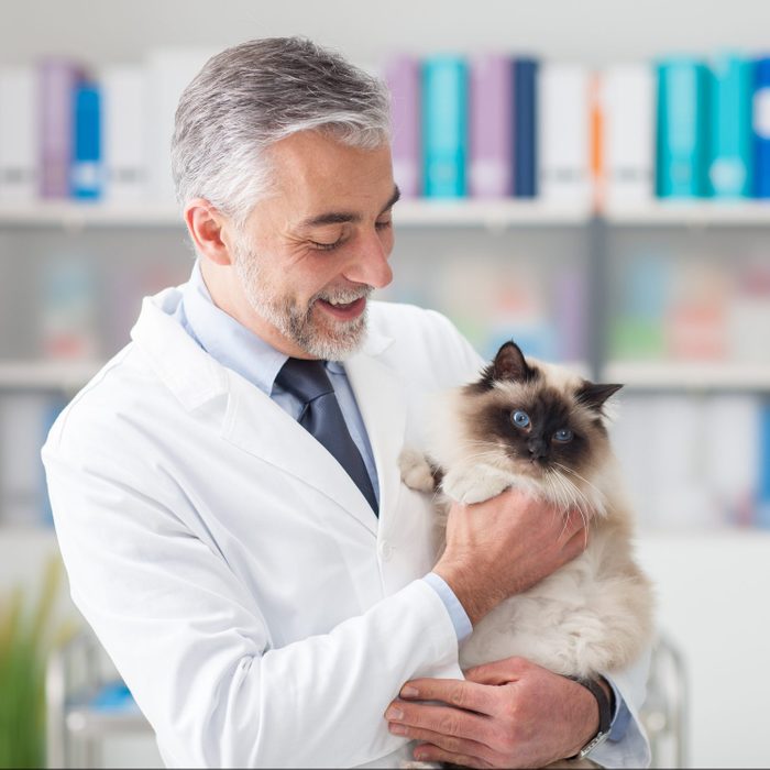 Cat at the veterinary clinic