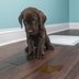 Is Your Dog Peeing in the House? Here's What To Do
