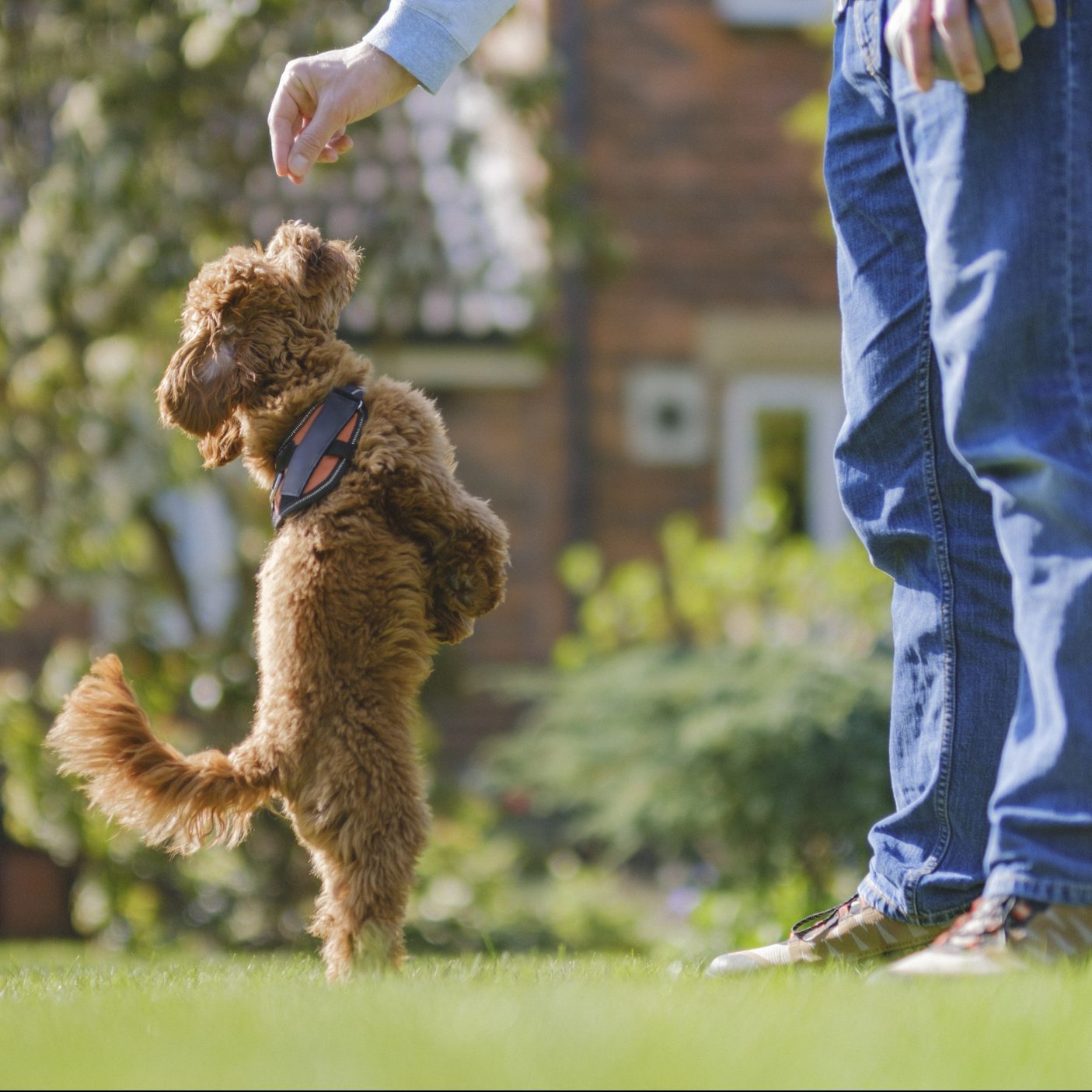 Puppy Training