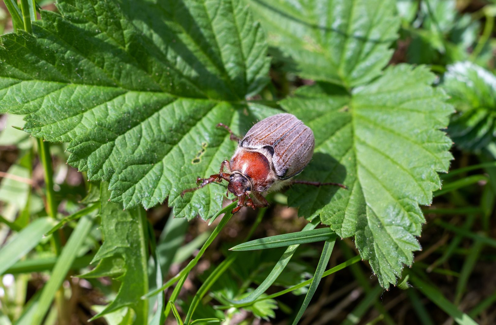 Do June Bugs Bite?