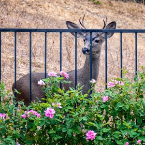 A deer stands alongside a fence, peering through the bars with pink flowers blooming in front, set against a dry, grassy background.