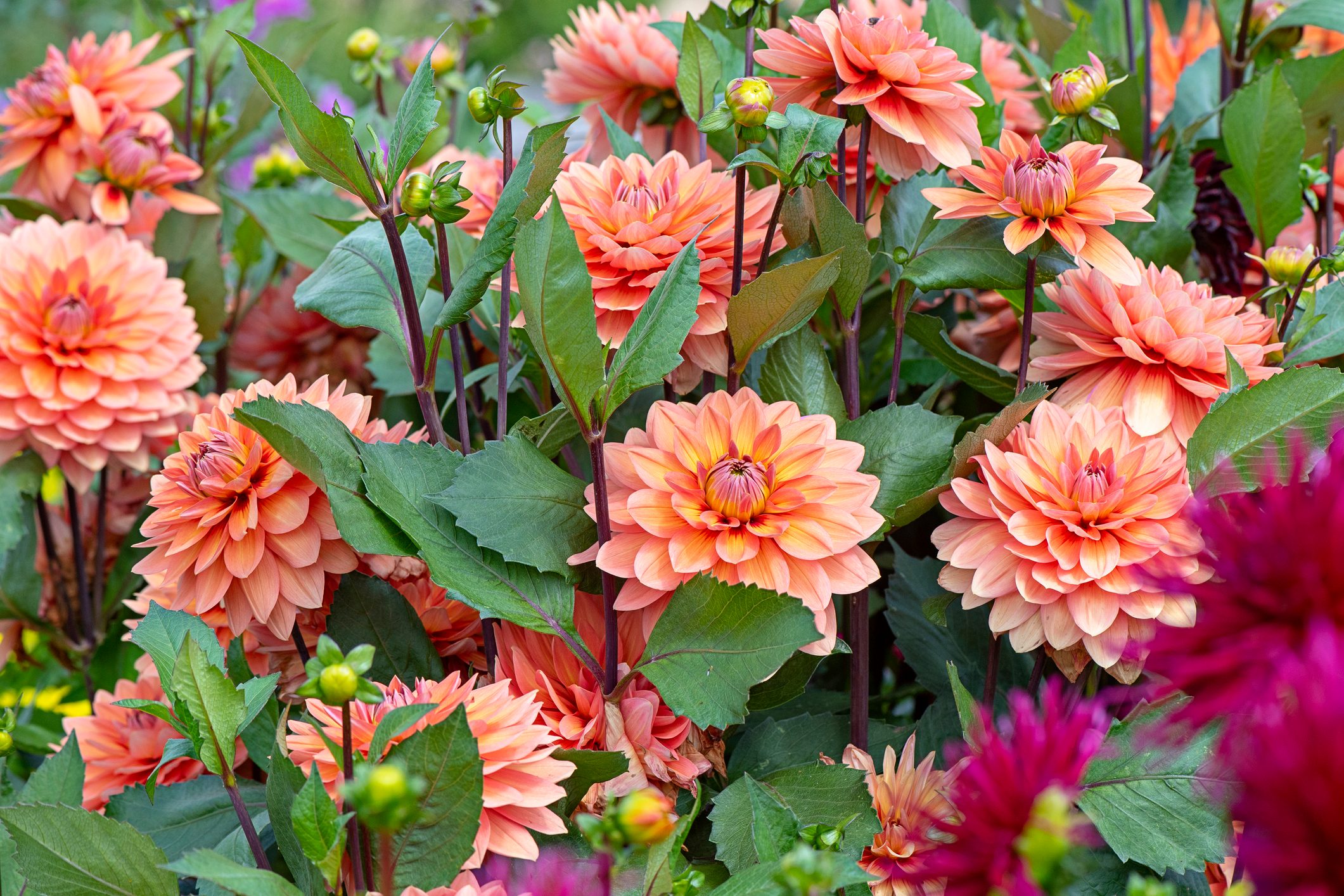 How To Grow Dahlias