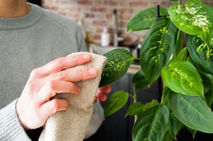 Dusting Plant leaves