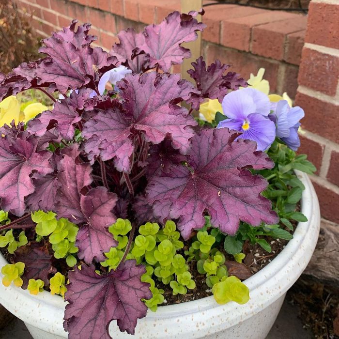 Clever Use Of Perennials