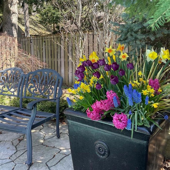 Colorful Spring Bulbs