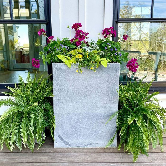 Flowers And Ferns