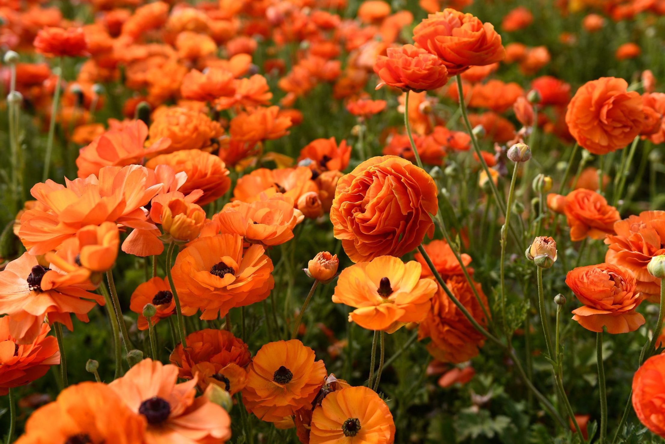 Guide To Ranunculus Care