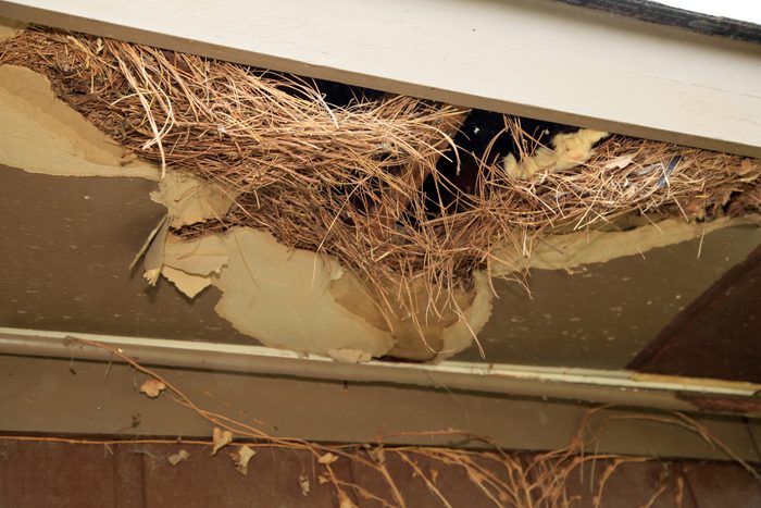 house damage from an animal