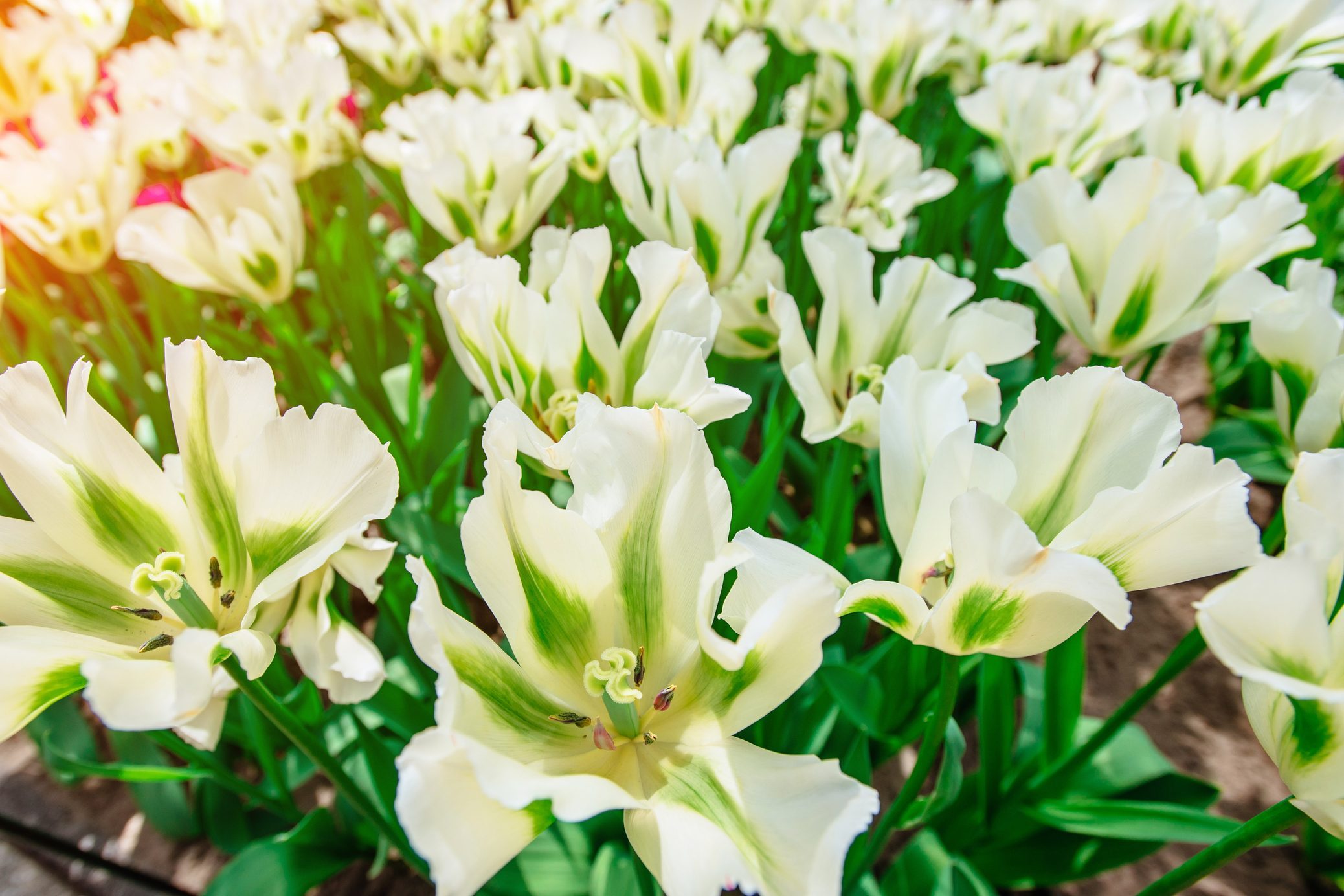 Beautiful white tulips. Tulipa " Spring Green". Keukenhof Flower