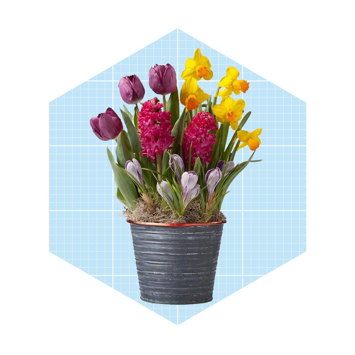 Burst Of Spring Bulb Garden Ecomm Plants.com