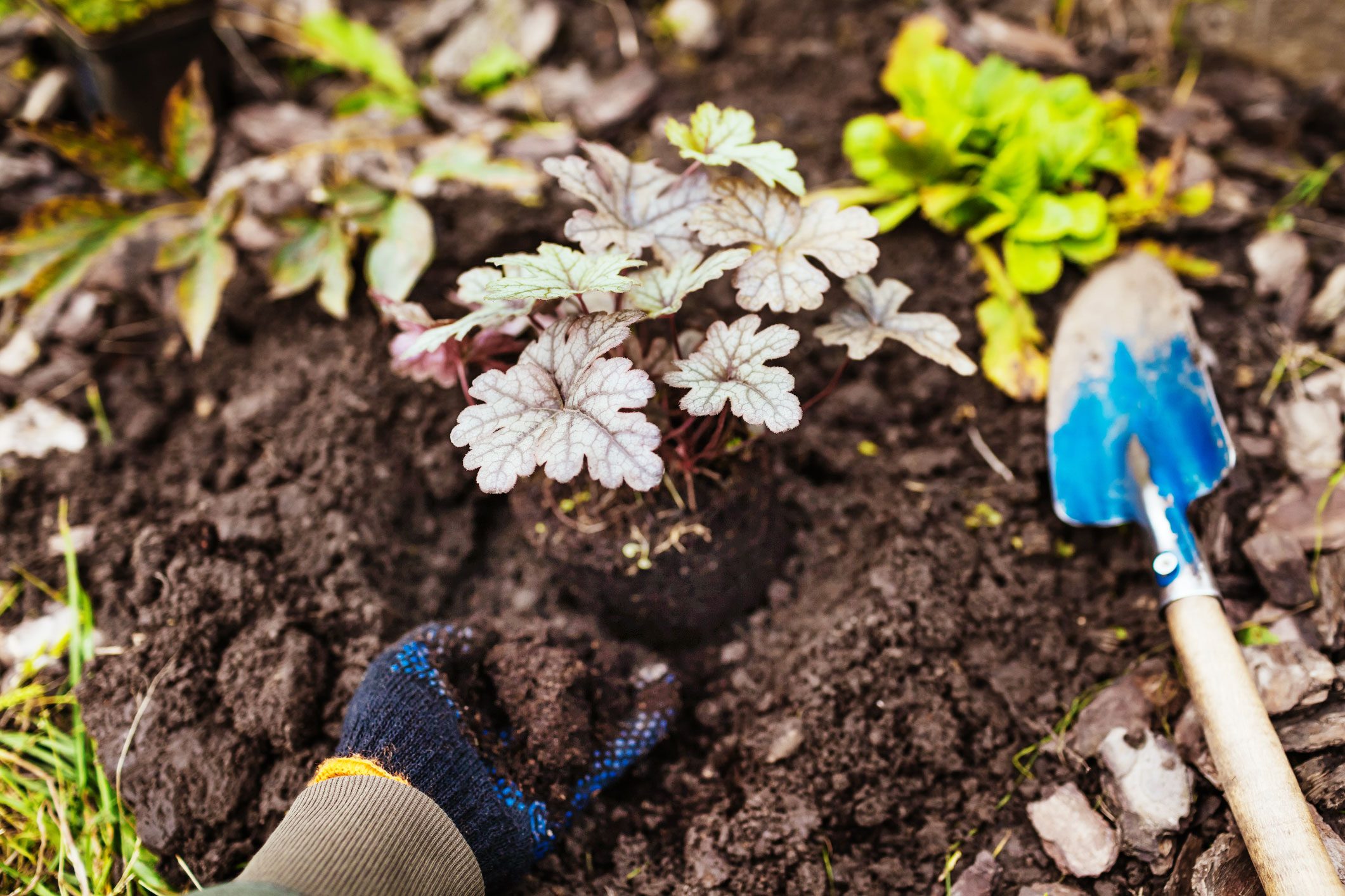 What To Know About Transplanting Plants
