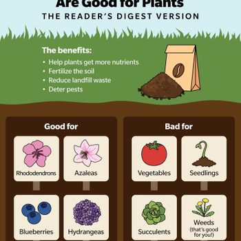 Coffee grounds are placed beside plants, highlighting benefits and drawbacks. Flowers and vegetables are listed under "Good for" and "Bad for" in a garden context.