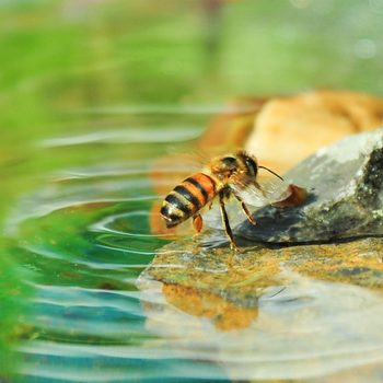 A bee lands on a rock in shallow water, stirring ripples while possibly collecting water, surrounded by colorful reflections from the greenery.