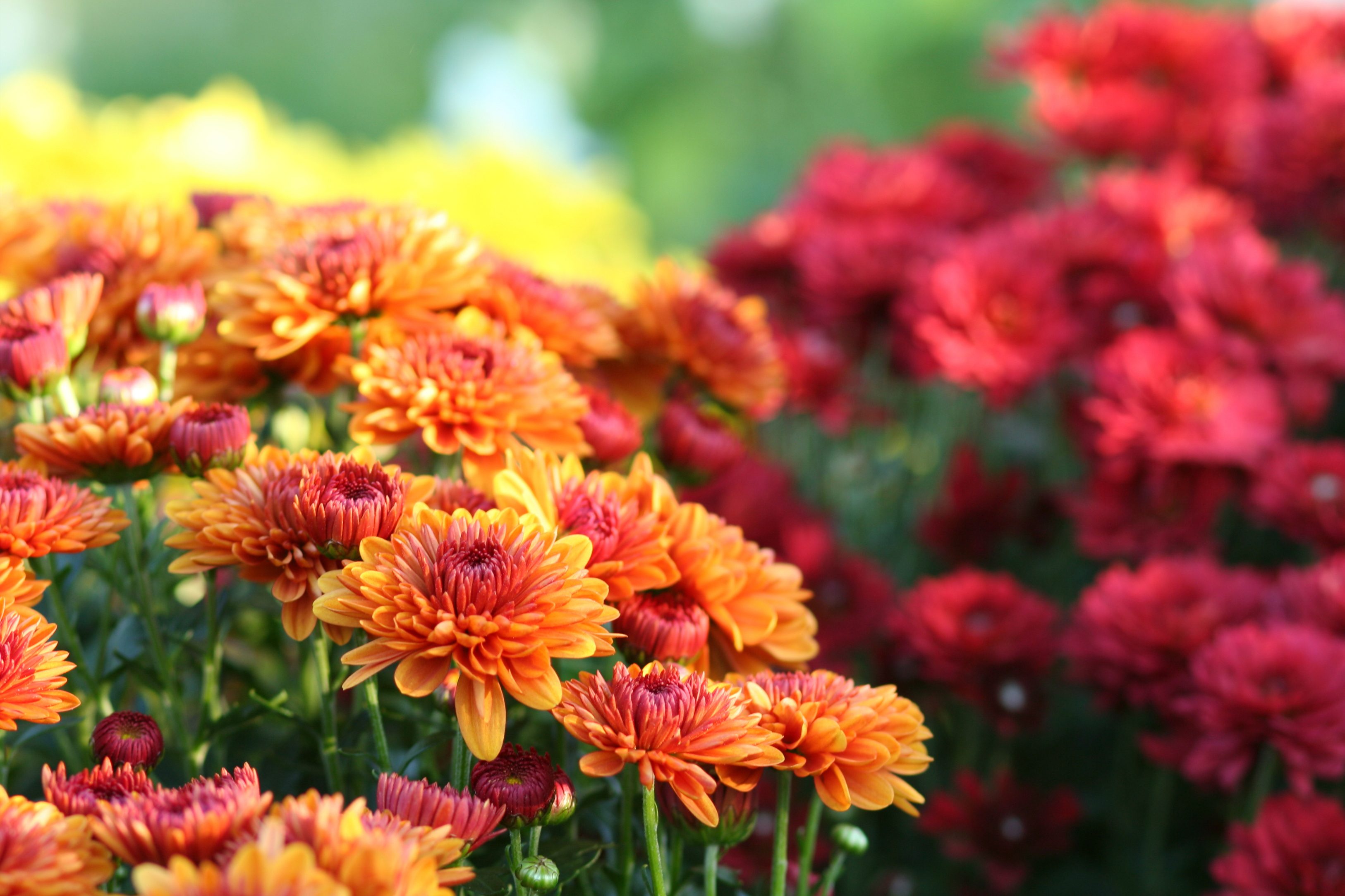 Orange and red chrysanthemums bloom vibrantly, filling the garden with color, while blurred yellow flowers and greenery create a lush backdrop.
