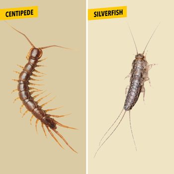 A centipede and a silverfish are shown side by side. Both are detailed, lifelike depictions against a light, neutral background.