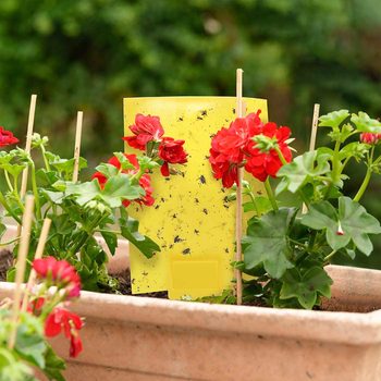 A yellow insect trap is surrounded by vibrant red flowers in a terracotta planter, capturing flies in a green garden environment.